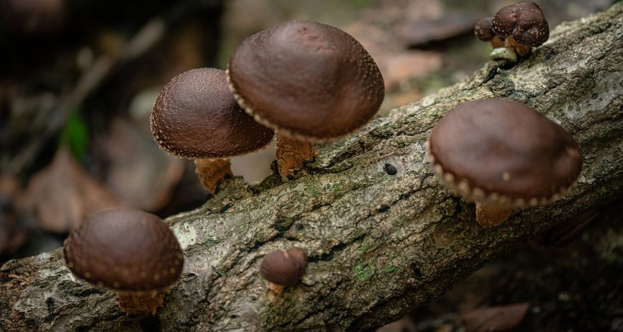wild-shitake-mushroom
