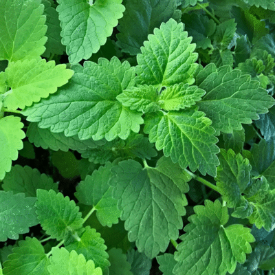 Catnip Leaves (Organic)