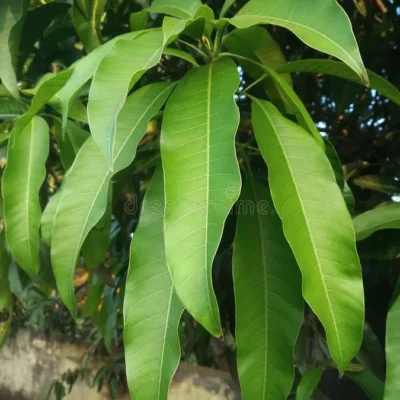 Mango Leaf (organic)