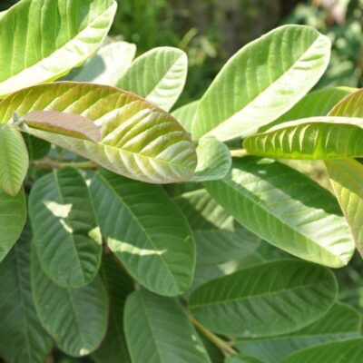 Guava leaves (organic)