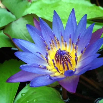 Blue Lotus Flower (organic)